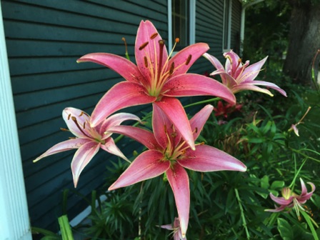 07-08_Lilies from Forrest Peiper